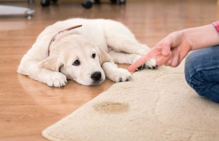 1518722604 687 como eliminar o cheiro de xixi no sofa colchao e banheiro