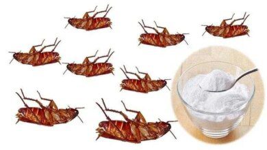 Receita caseira para matar baratas