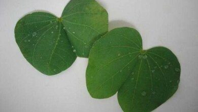 Trate o diabetes tomando o chá pata-de-vaca