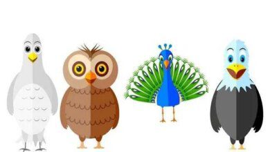 qual passaro mais representa a sua personalidade