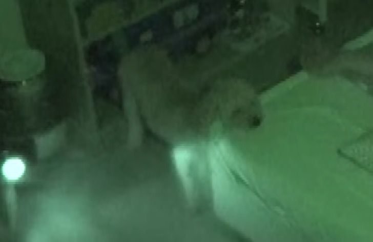 1622561595 106 Cachorrinho traumatizado so dorme em pe com medo de ser