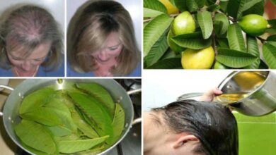 Folhas de goiaba, faz parar de cair o cabelo em até 100% e dá volume
