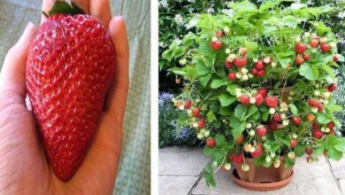 Aprenda como plantar morango