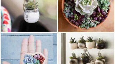 12 Ideias para Plantar Mini Suculentas