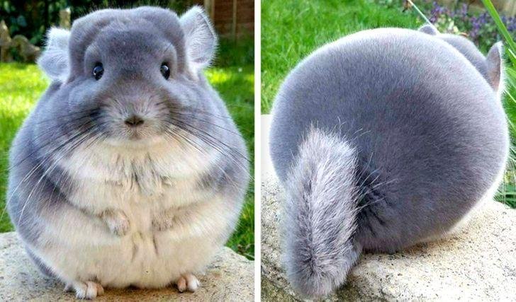 19 fotos satisfatorias que sao melhor que estourar plastico bolha