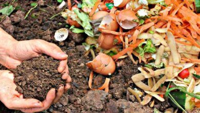 4 tipos de fertilizantes orgânicos para turbinar as suas plantas