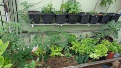 6 Dicas Essenciais Para o Sucesso na Horta em Vasos