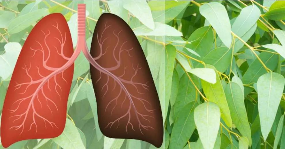7 Ervas que combatem viroses, infecções, estimulam o sistema imunológico
