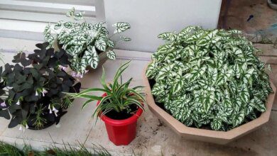 7 Plantinhas de Cultivar em Vasos Na Sombra