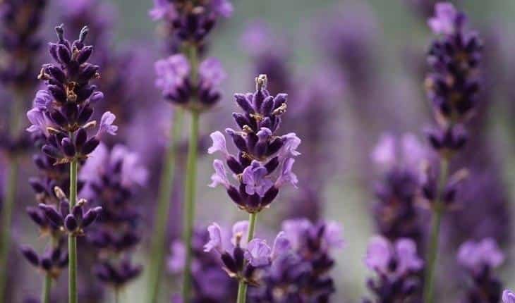 8 plantas perfeitas para quem tem animais de estimacao em