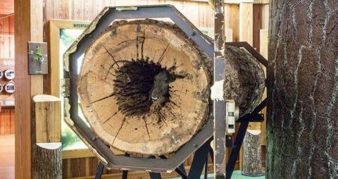 1549873804 270 A verdade por tras do cachorro preso dentro de uma