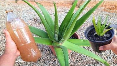 Adubo Caseiro – Qualquer Planta Desenvolve com esse Adubo