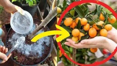 Adubo Orgânico Riquíssimo em Fosforo