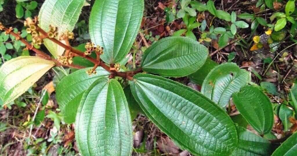 Beneficios do cha de canela de velho para saude e1609353053850