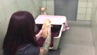 Cachorra assustada se esconde no canto. Mas preste atenção quando ela vê o rosto do seu filhote