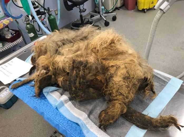 Cachorro resgatado tem 9 quilos de pelo emaranhado removido e