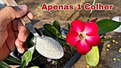 Como Cuidar das Rosas do Deserto – Faça-as Crescer e Florir