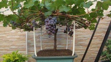 Como cultivar uvas em casa, é mais fácil do que parece.