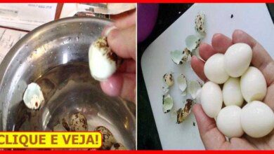 Como Descascar Ovo de Codorna