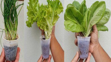 Como fazer Horta No Copo Descartável