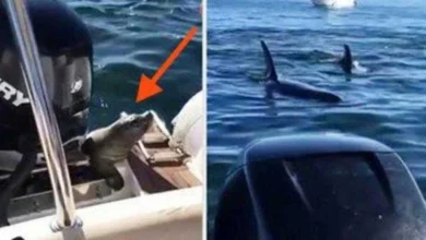 Foca desesperada persegue turistas em alto mar. Quando ela aproxima mostra por que corria atrás deles!!