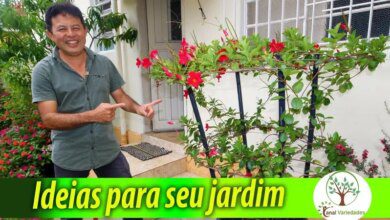 Jardim Criativo – Aproveitando Qualquer Espaço para Plantar em Casa