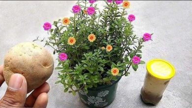 Mega Adubo – Turbina Todo Tipo de Plantas – Veja o Incrível Resultado