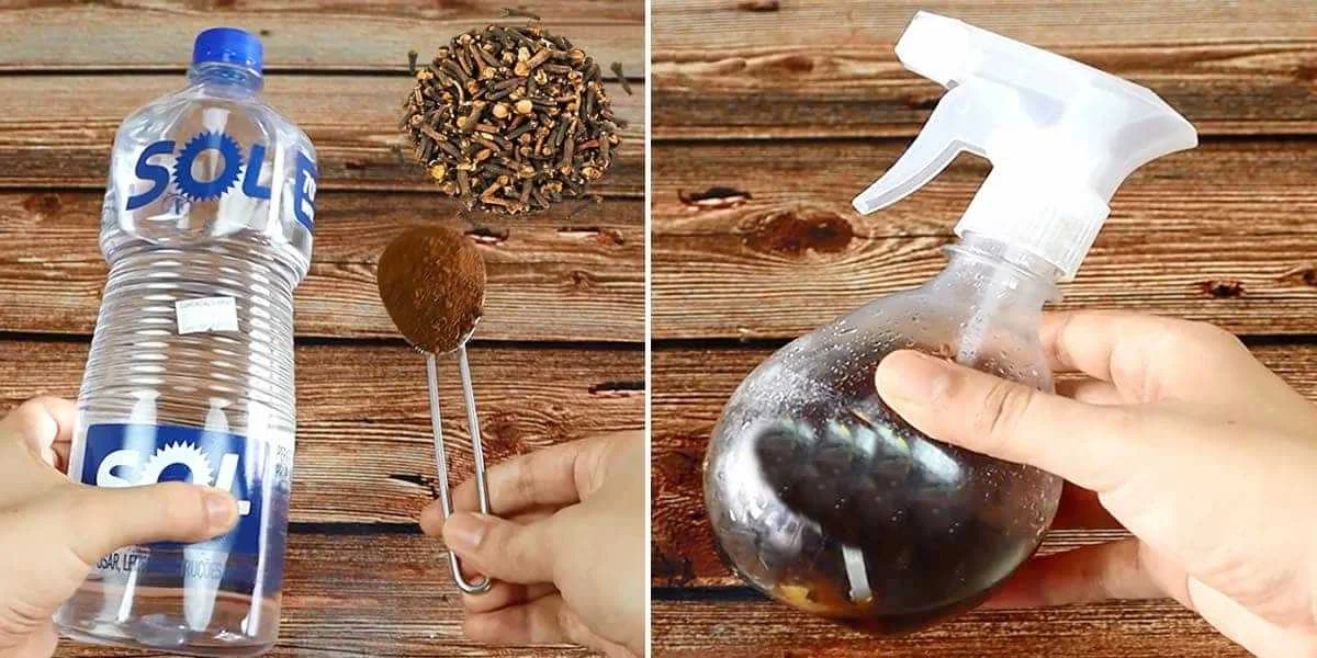 Repelente natural para afastar mosquitos, formigas e outros insetos