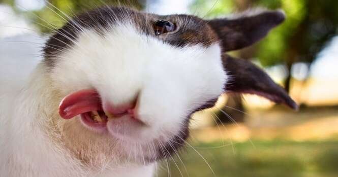 veja 15 animais que fazem selfies melhores que você sd7