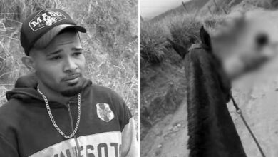 'ELE TAVA VIVO' Laudo revela que cavalo estava vivo quando teve as ƿɑŧɑs cort...Ver mais